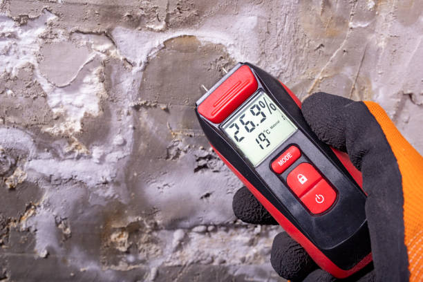 Best Mold Removal Company Near Me  in West Springfield, VA