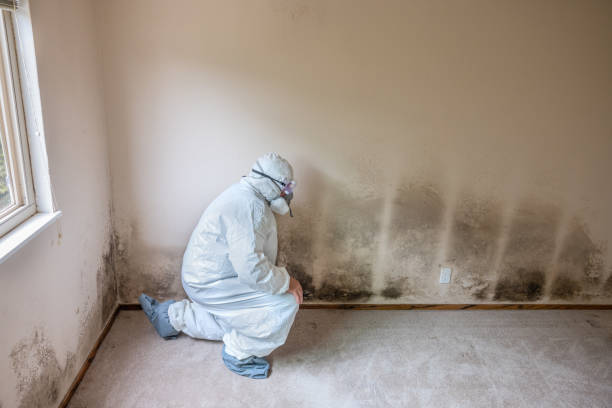Trusted West Springfield, VA Mold Removal Experts