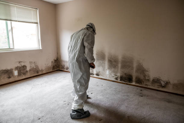 Best Residential Mold Removal  in West Springfield, VA