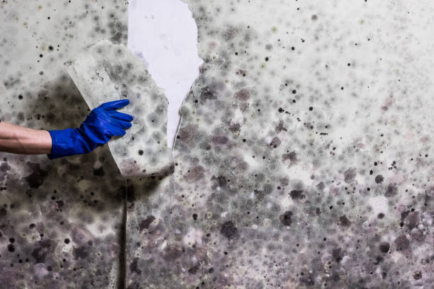 Best Professional Mold Removal  in West Springfield, VA