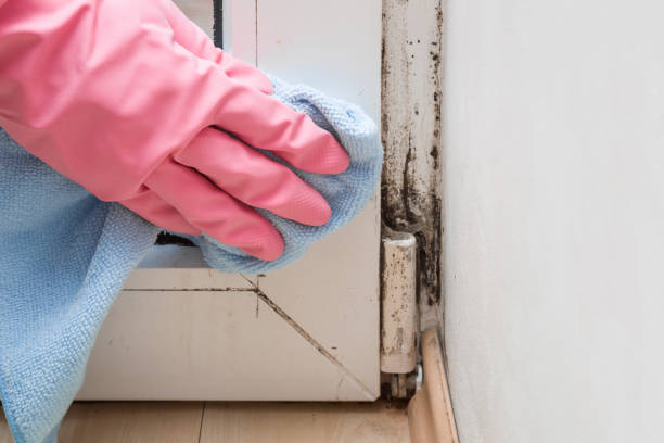 Best Attic Mold Removal  in West Springfield, VA