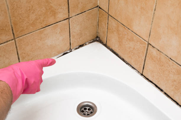 Home Mold Removal in West Springfield, VA